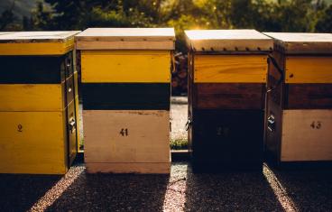 L'apiculture urbaine